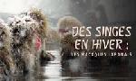 Revoir Des singes en hiver : les macaques japonais du 23 D�cembre