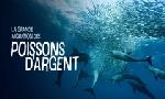 Revoir La grande migration des poissons d'argent du 28 D�cembre