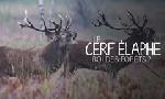 Revoir Le cerf �laphe, roi des for�ts ? du 21 Janvier