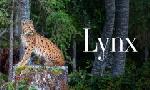 Revoir Lynx du 29 Janvier