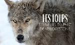 Revoir Les loups, sauveurs du parc de yellowstone du 05 F�vrier