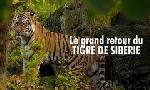 Revoir Le grand retour du tigre de sib�rie du 09 F�vrier
