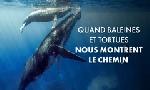 Revoir Quand baleines et tortues nous montrent le chemin du 25 F�vrier