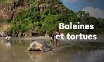 Revoir Des baleines, des tortues et des hommes du 25 F�vrier