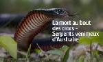 Revoir La mort au bout des crocs : serpents venimeux d'australie du 26 F�vrier