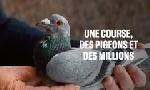 Revoir Une course, des pigeons et des millions du 14 Mars