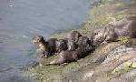 Revoir Des loutres dans la ville du 25 Mars