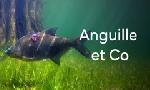 Revoir L'anguille, une vie sem�e d'emb�ches du 29 Mars