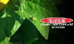 Revoir Insecticide comment l'agrochimie a tu� les insectes du 31 Mars