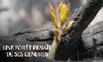 Revoir Une for�t rena�t de ses cendres du 01 Avril