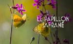Revoir L'histoire du papillon safran� du 08 Avril