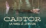Revoir Castor, la force de la nature du 22 Avril