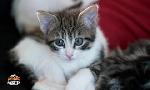 Revoir Animaux � adopter du 03 Mai