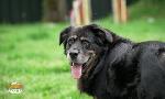 Revoir Animaux � adopter du 17 Mai