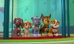 Revoir Paw patrol, la pat'patrouille du 26 Mai