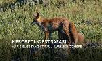 Revoir Mercredi, c'est safari du 01 Juin