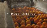 Revoir Les oranges de la dignit� en italie du 15 Juin