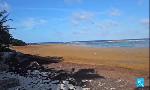 Revoir Aux antilles, les sargasses s'accumulent sur le littoral du 19 Juin