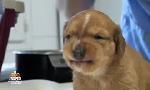 Revoir Animaux � adopter du 21 Juin