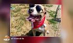 Revoir Animaux � adopter du 21 Juin