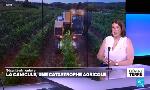 Revoir Canicule: une catastrophe agricole du 22 Juin