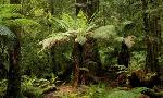 Revoir La tasmanie sauvage du 01 Juillet