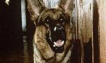 Revoir Rex, chien flic du 17 Juillet