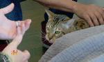 Revoir Hell's cat : mon chat est un cauchemar du 18 Juillet