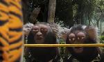 Revoir Les as de la jungle � la rescousse du 19 Juillet