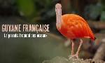 Revoir Guyane fran�aise - le paradis tropical des oiseaux du 21 Juillet