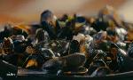 Revoir Petits plats en �quilibre du 24 Juillet