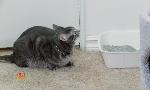 Revoir Hell's cat : mon chat est un cauchemar du 25 Juillet