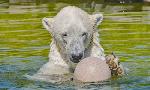 Revoir Des zoos nouvelle g�n�ration du 27 Juillet