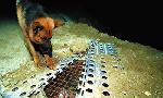 Revoir Rex, chien flic du 29 Juillet