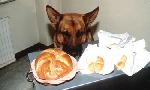 Revoir Rex, chien flic du 29 Juillet
