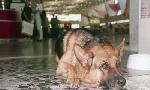 Revoir Rex, chien flic du 30 Juillet