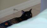 Revoir Hell's cat : mon chat est un cauchemar du 01 Aout