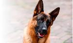 Revoir Rex, chien flic du 05 Aout