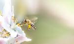 Revoir Les abeilles, sentinelles de la plan�te du 06 Aout