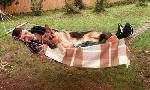 Revoir Rex, chien flic du 10 Aout