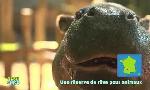 Revoir Tfou d'info du 12 Aout