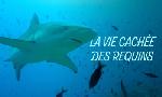 Revoir Dans le sanctuaire des �les gal�pagos du 14 Aout
