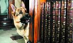 Revoir Rex, chien flic du 20 Aout