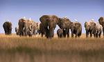 Revoir Dynasties du 22 Aout