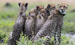 Revoir Dynasties du 22 Aout