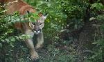 Revoir Dynasties du 22 Aout