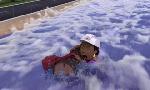 Revoir Paw patrol, la pat'patrouille du 24 Aout