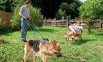 Revoir Rex, chien flic du 24 Aout