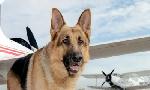 Revoir Rex, chien flic du 25 Aout