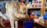 Revoir Rex, chien flic du 28 Aout